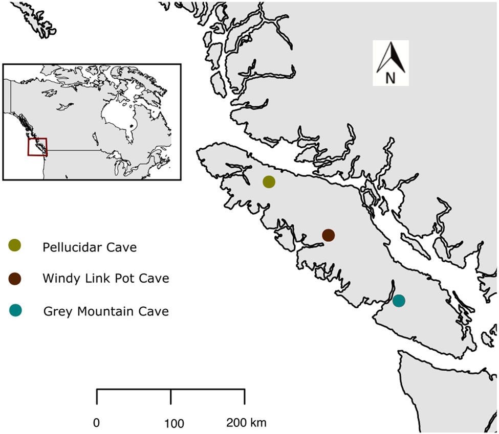 Dietary niche separation of three Late Pleistocene bear species fromVancouver Island