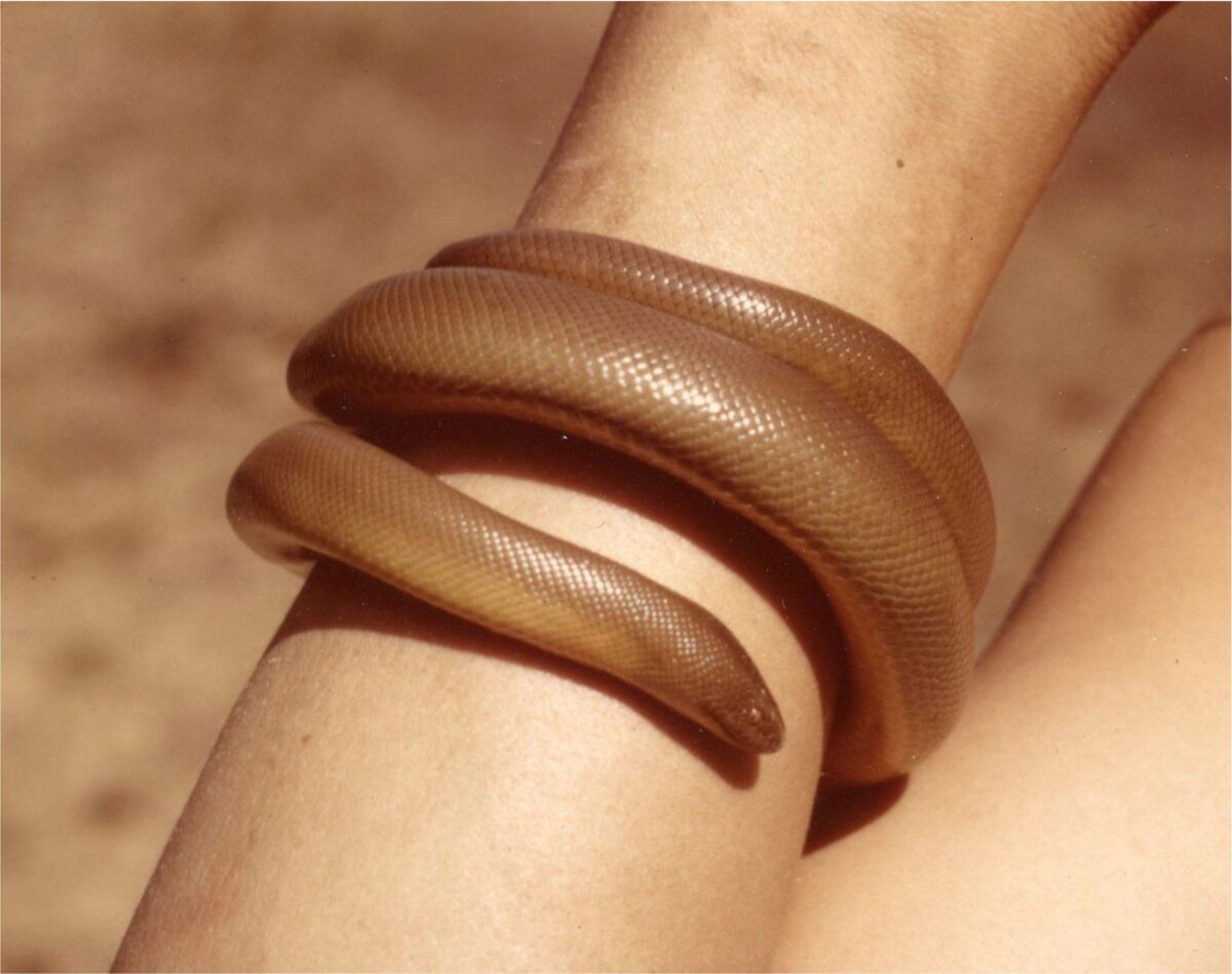 Pacific Rubber Snake
