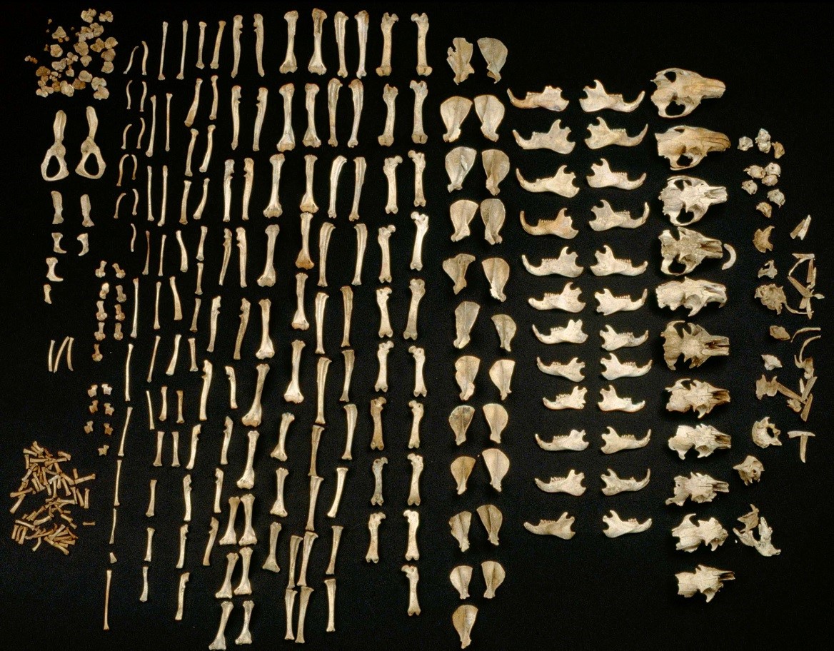 The Human And Natural Modification Of Bone Assemblages From Mountain Caves And Rock Shelters On Vancouver Island