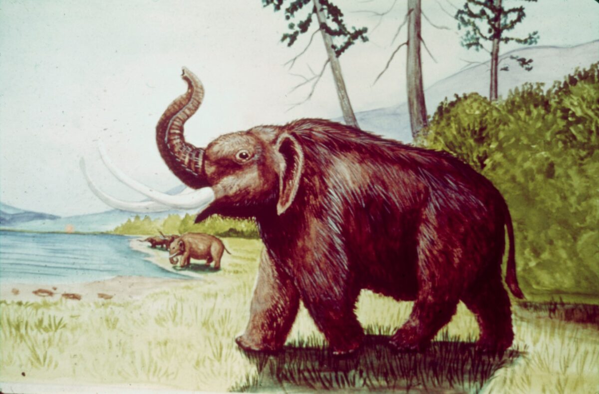 Mastodon. In the Royal B.C. Museum Collection