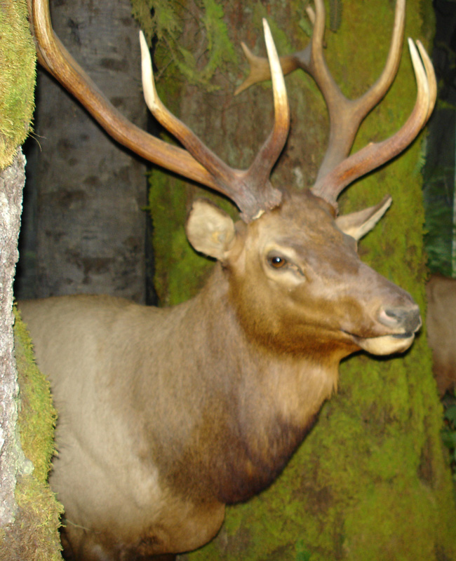 The Oldest Elk on Vancouver Island