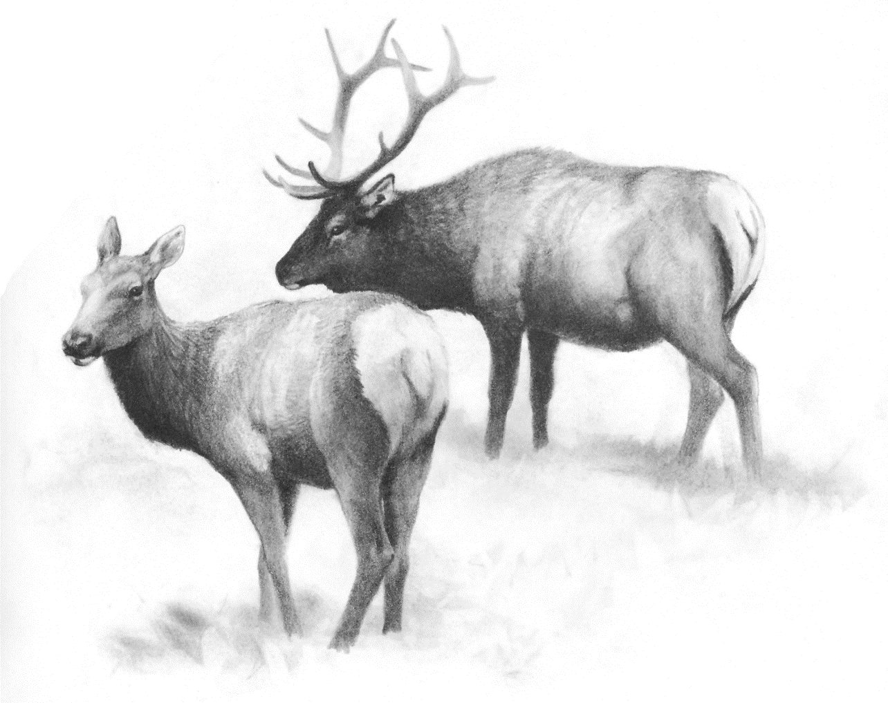 The Oldest Elk on Vancouver Island - Grant Keddie