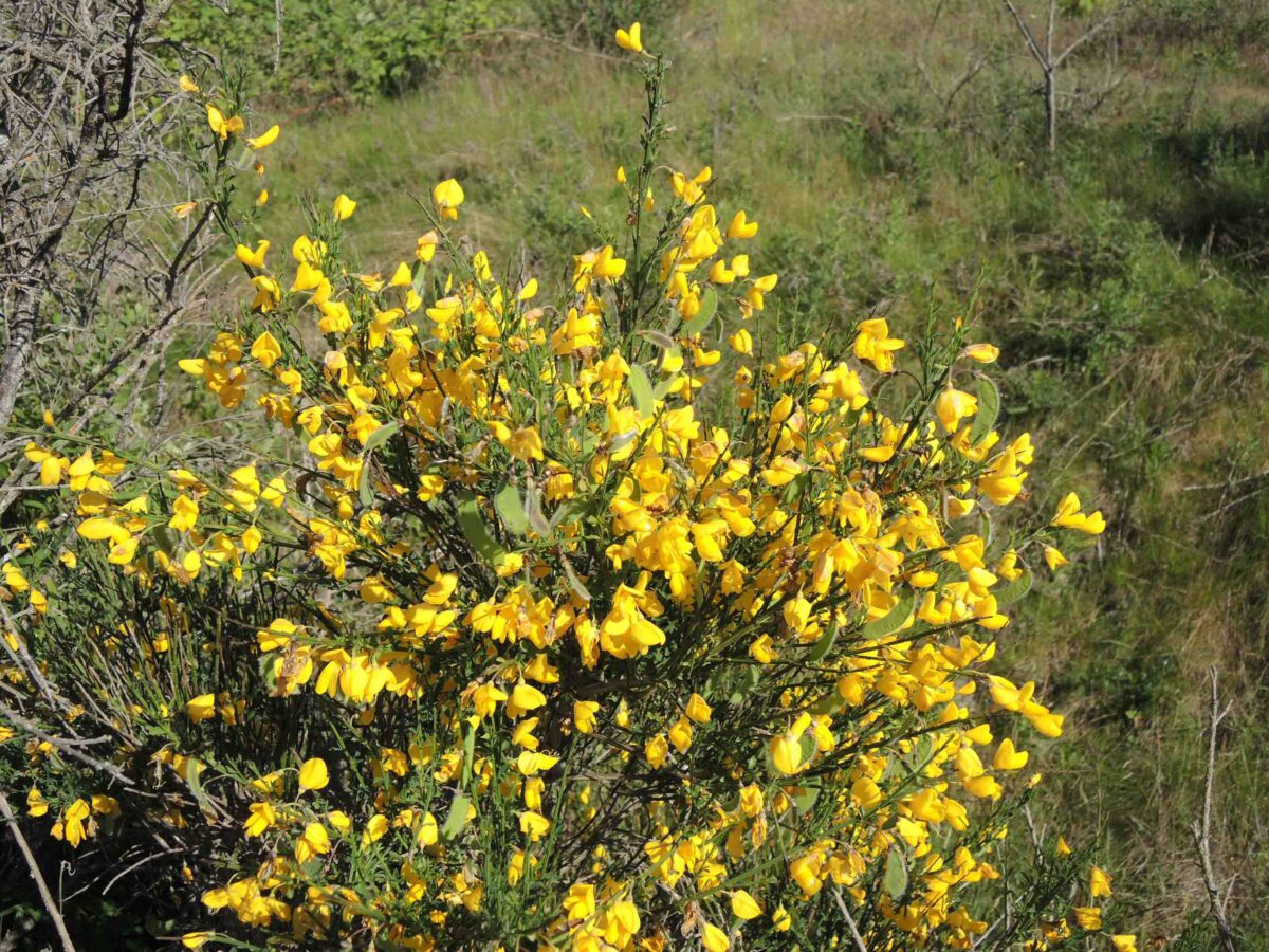 A Brief History of Broom and Gorse in British Columbia